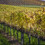 Vineyard Services